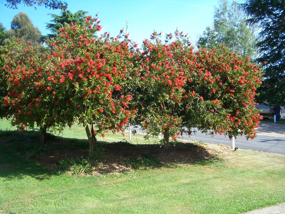 Rainbow Pines Tourist Caravan Park Adaminaby Dış mekan fotoğraf