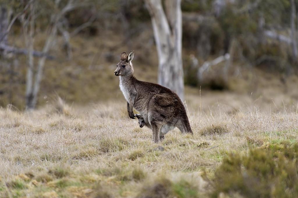 Rainbow Pines Tourist Caravan Park Adaminaby Dış mekan fotoğraf